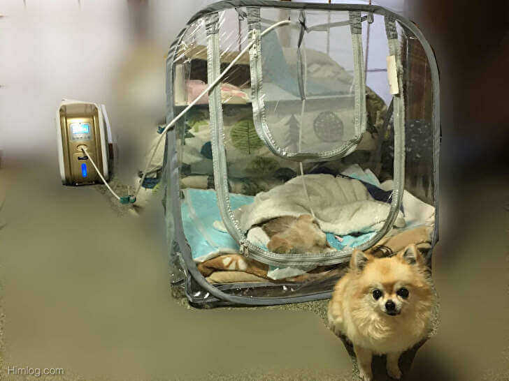 ペット用酸素機 酸素 酸素機 ペット用品 ペット 犬 猫 呼吸機 - nghiencuudinhluong.com